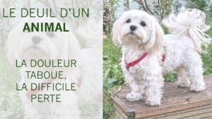 Lire la suite à propos de l’article Le deuil d’un animal