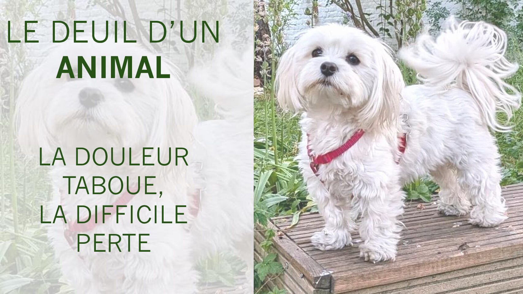 You are currently viewing Le deuil d’un animal