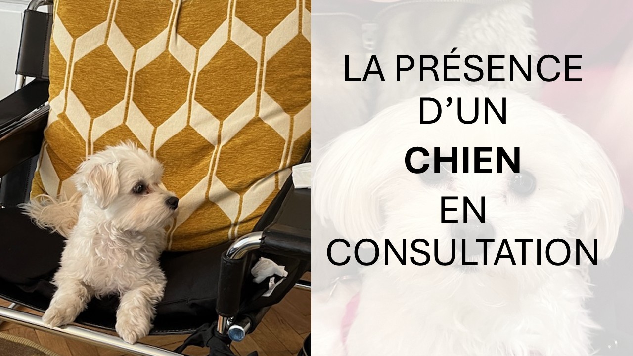 Lire la suite à propos de l’article Le chien en psychothérapie, une présence apaisante